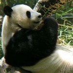 Panda unter Beschuss: Der WWF übt sich in Krisenkommunikation.