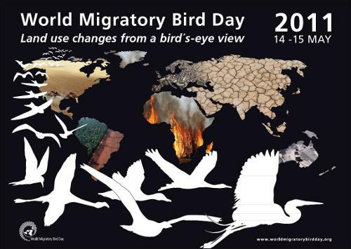 World_Migratory_Bird_Day_2011
